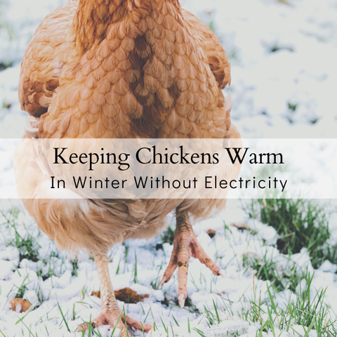 Keep Chicken Warm In Cold Temperatures Without Electricity