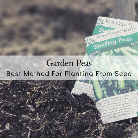 How To Plant Peas