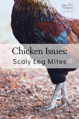 Scaly leg mites for chickens