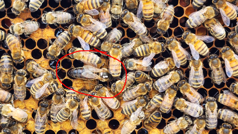 Finding the queen bee