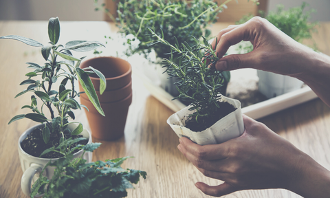 Indoor gardening gift ideas