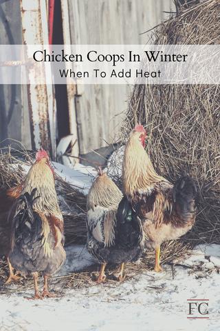 Keep Winter Chickens Warm