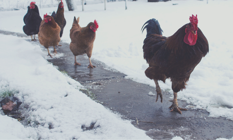 Protecting chickens from the cold