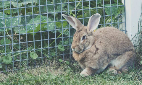 Keeping animals out of garden