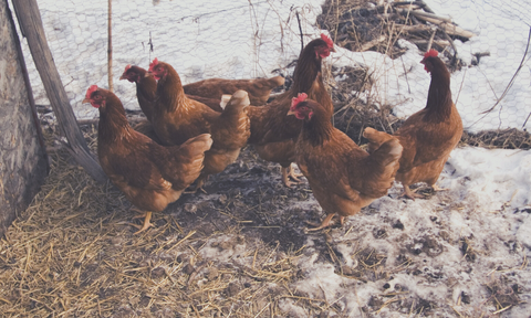 Chickens In The Cold Snow
