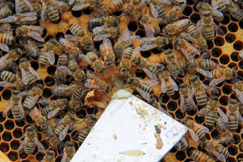 Removing wax from honey bee frame