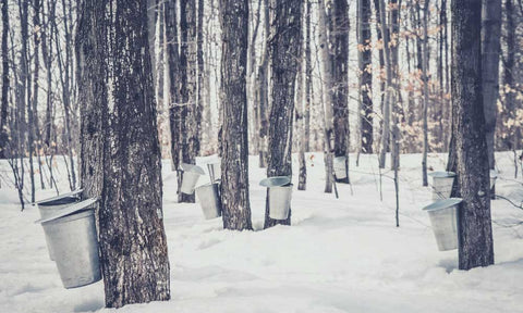 Tree Tapping Maples