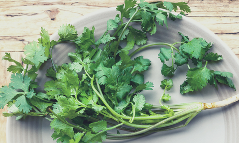 Drying Cilantro