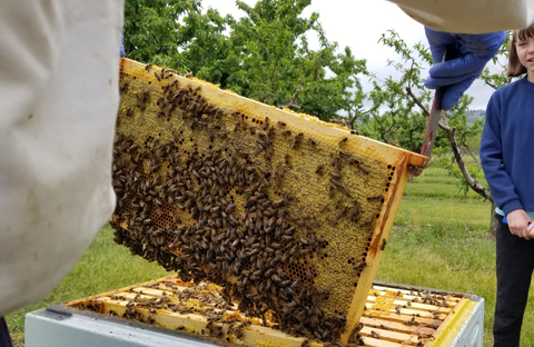 Looking at honey bee frames