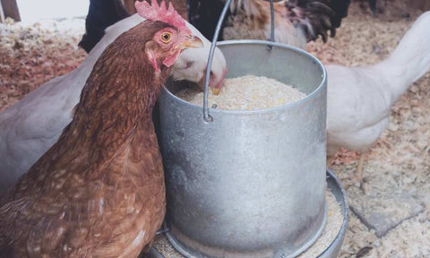 Chickens feeding on feeders