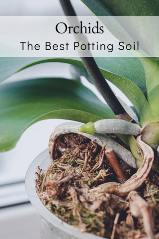 Best Orchid Potting Mix