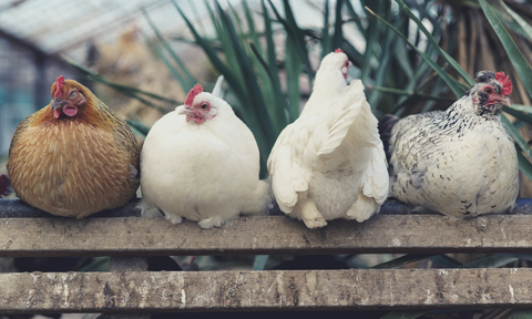 Perching chickens