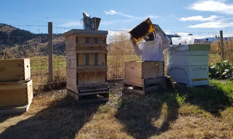 Beekeeper inspecting honey comb