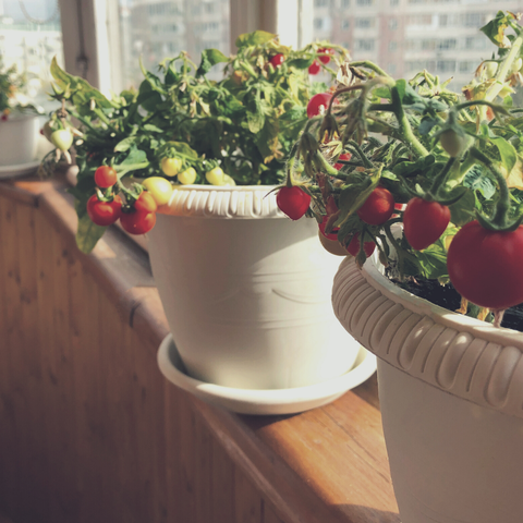 Gardening in Pots On Patios