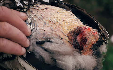 Hen with pecking damage