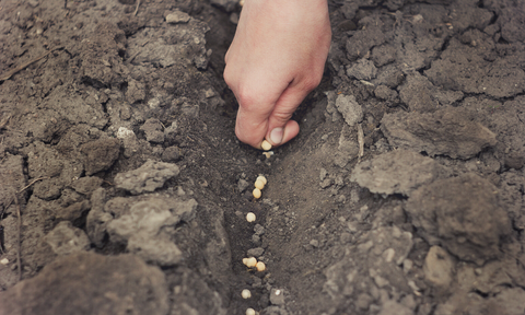 Planting The Pea Seeds