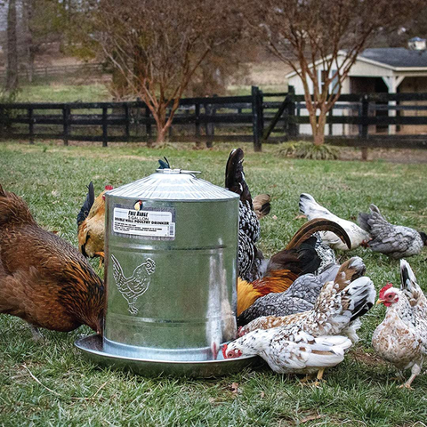 Steel Automatic Chicken Water