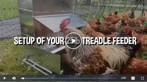 Automatic feeder video for chickens