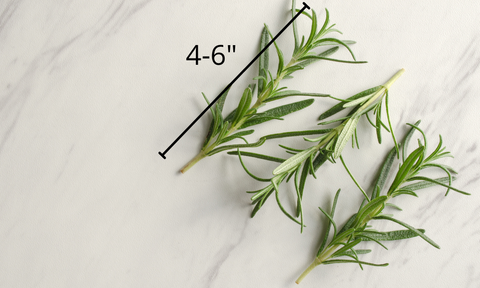 How To Grow Rosemary Cuttings