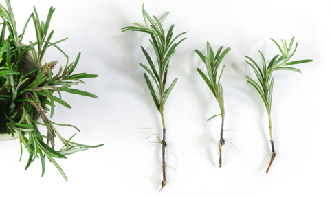 How To Grow Rosemary in Water Easily