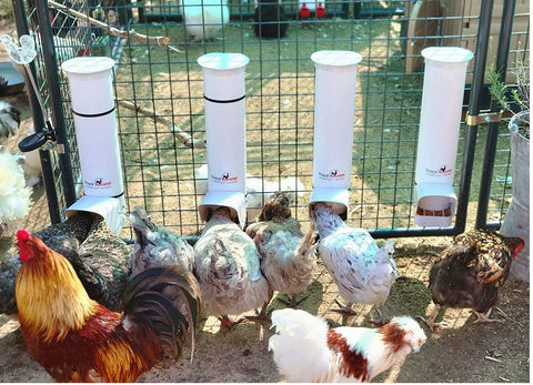 Small automatic chicken feeders