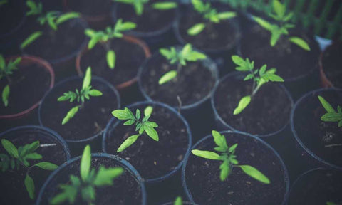 starting tomato seeds early