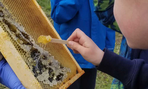 Raw honey comb tasting