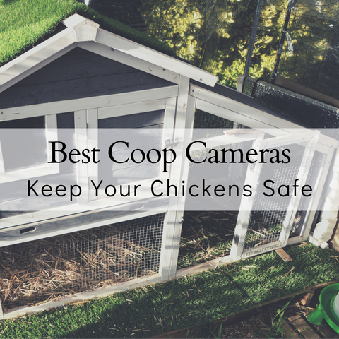 Best Chicken Coop Camera