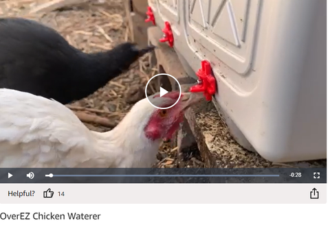 Video: Chickens Drinking