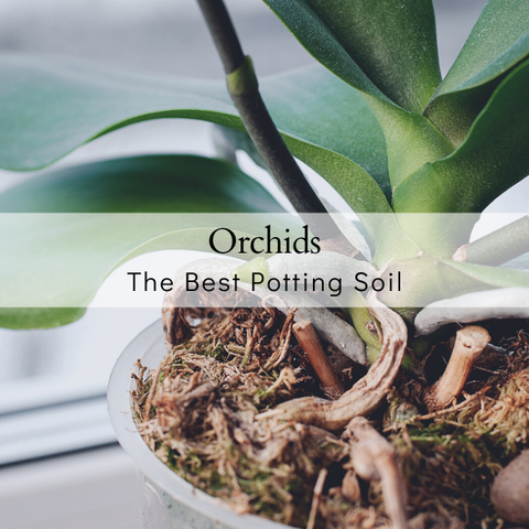 What To Use For Orchid Soil