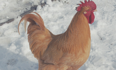 Chickens In Winter Need Heater Coop