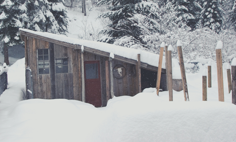 Snowy Chicken Coop