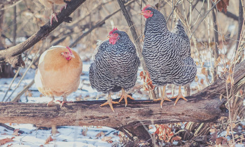 Chicken roost in winter