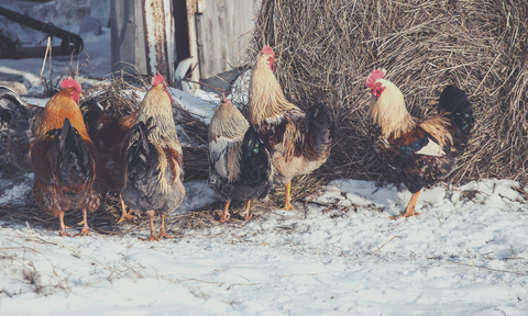 chickens in the cold snow