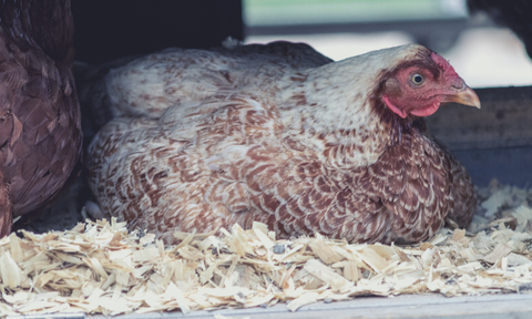 Excellent choice wood shavings for a coop