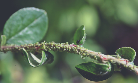 Plant affected with aphids