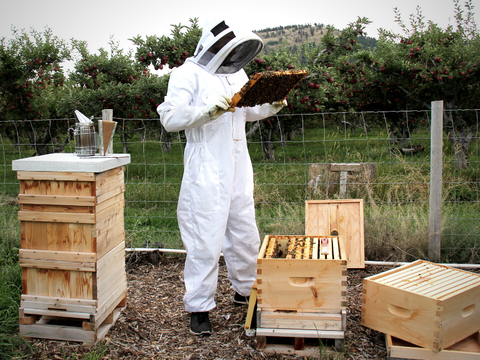 backyard farming at a beehive with honeybees