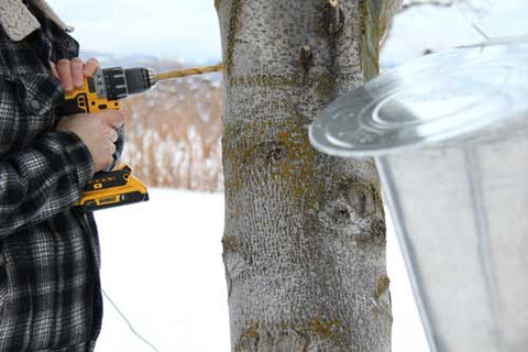 tree tapping for syrup