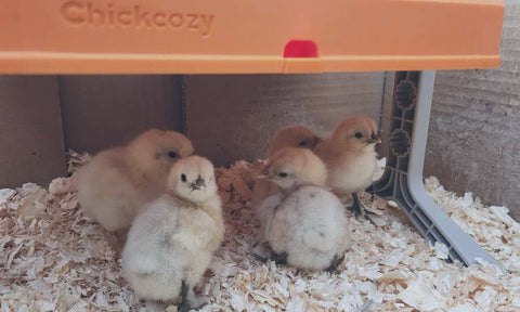 brooder for new chicks