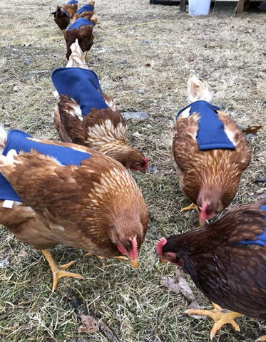 helping chickens