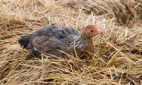 Straw nesting material for chickens