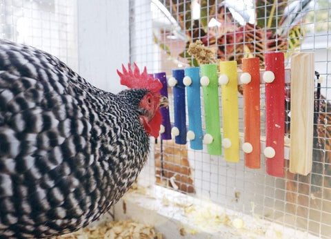 Xylophone for Chickens