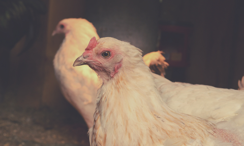 Keeping Chickens warm with a heater in coop