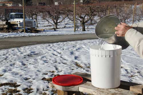 Collecting maple syrup from trees