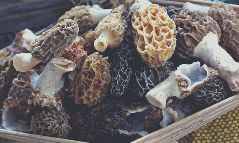 Morel mushrooms