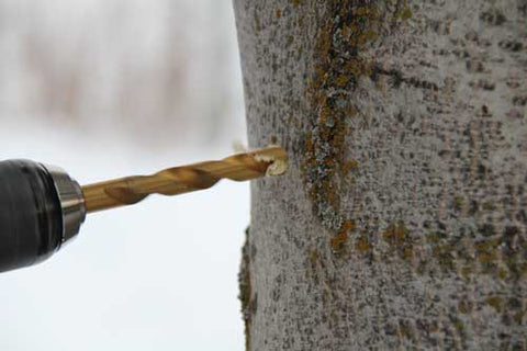 Drill the tree for syrup