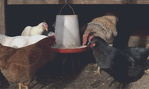 flock of chickens feeding