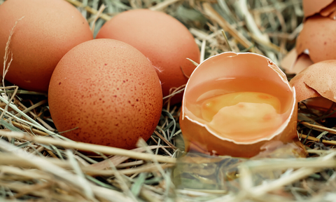 grass clipping chicken coop bedding