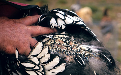 chicken growing new feathers