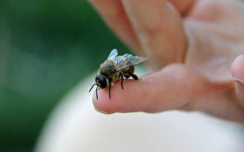 A drone bee on a finger